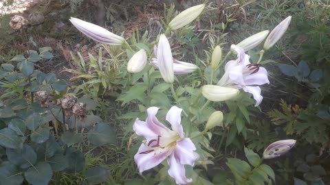 New lilies have bloomed