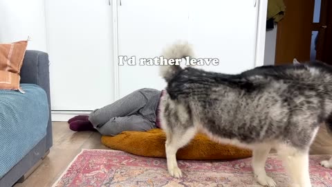 Stealing New Dog's Bed | Funny Husky Reaction