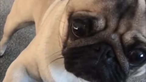 Funniest and Cutest Pug Dog Compilation (cute dogs in tiktok) #shorts