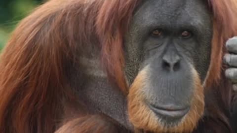 How Orangutans Are Incredibility Smart!
