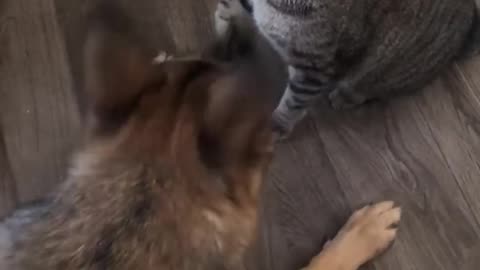 Dog and cat funny video 😂😂