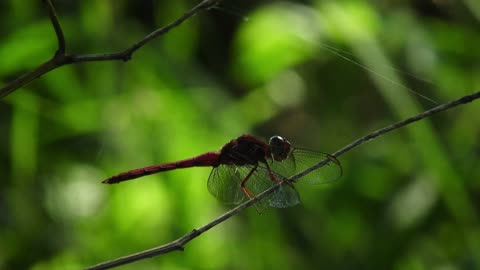 Shallow Focus of Red Dragonfly Perched on Twig