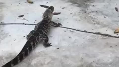 Alligator eats chicken