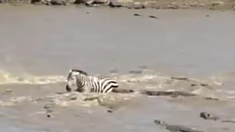 Hung crocodile killed zebra in maasai river #shorts #crocodilevszebra