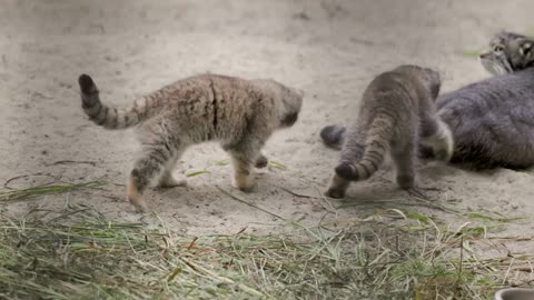 Pallas's cat Mia: it's so hard to be a mom!(part 115)