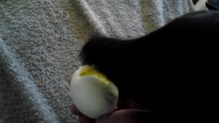 Clover Eating an Egg