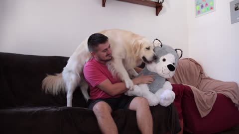 Funny Dog Reacts to My Hugs with Stuffed Toy Dog [TRY NOT TO LAUGH]