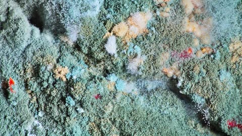 What To Do If You Accidentally Eat Mold
