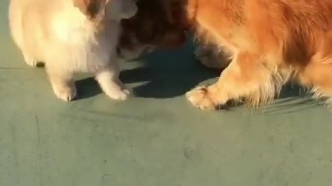 The golden retriever and his little friend