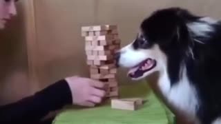 ~JUST A DOG PLAYING JENGA~