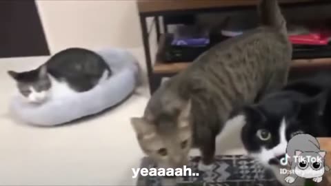 FUNNY CATS!!! Cats talking better than hooman