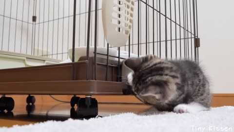Kitten Coco loves under the cage