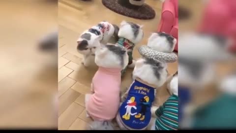 Funny Animal Videos 2023 Funny Cats and Dogs #11