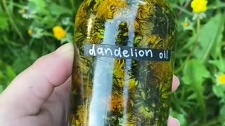 HOW TO MAKE DANDELION OIL AND IT’S USES