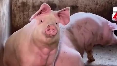 ##foryou #happy #laugh #funnyanimal #pig #funnypet