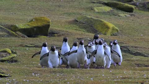 Penguin Fail - Best Bloopers from Penguins Spy in the Huddle (Waddle all the Way)