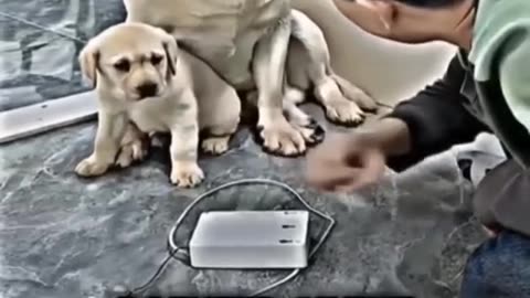 Animal dog funny videos