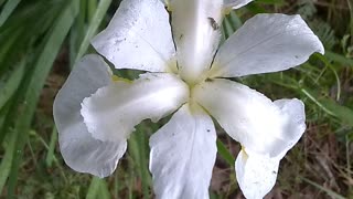 White Cemetery Iris