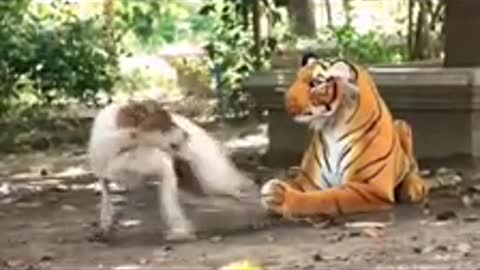 Tiger prank