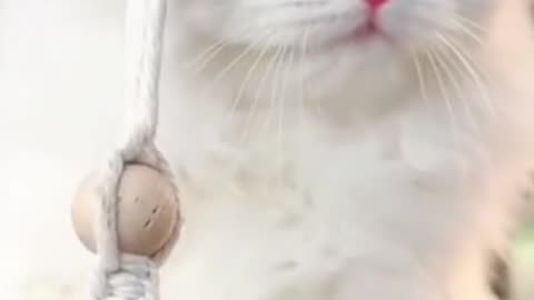 Purr-fectly Hilarious: The Funniest Cat Videos Ever!