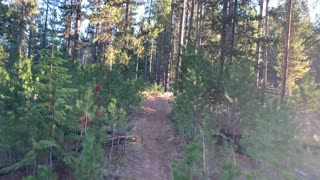 Central Oregon – Paulina Lake “Grand Loop” – Who DOESN'T Have Favorite Species of Trees? – 4K