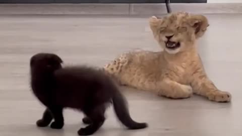Cat vs little lion