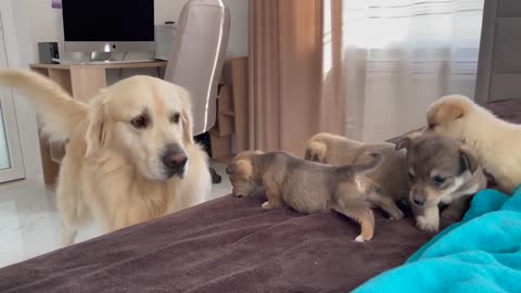 Golden retriever meets puppies for the first time 😊