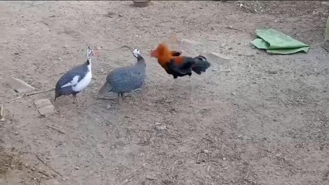 2 Guinea fowl VS | A Rooster | Amazing Fight