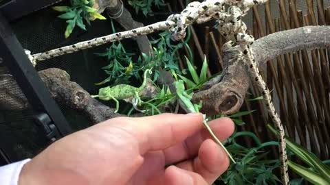 ADORABLE BABY Chameleons (3 months old) move to a screen cage