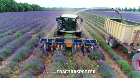 Lavender Harvest & Oil Distillation | Valensole - Provence - France 🇫🇷| large and small scale