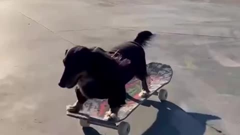 Hot skateboarding Doggy 😂