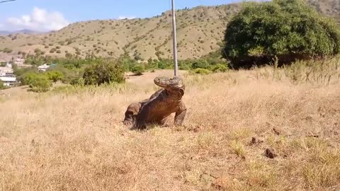 KOMODO | this is how nature keeps balance