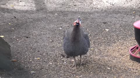 GUINEA FOWL_IS a Fearful Fowl