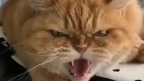 Cat Sound - Scary | angry cat sound 😾 #shorts #angryanimals #angrycat #catsounds