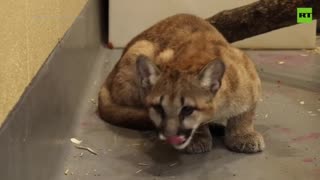 Orphaned puma cubs find new home at Philadelphia Zoo