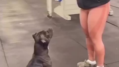 Best think I have seen today || Dog Dance 🐶