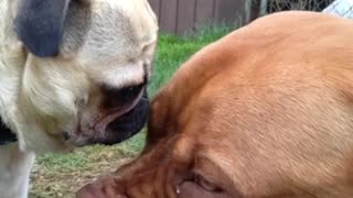 Pug Smells Dogue's Eye