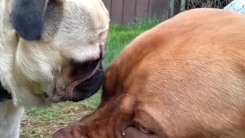 Pug Smells Dogue's Eye