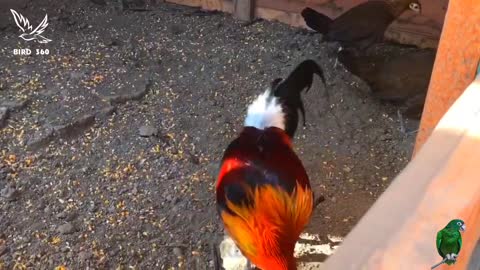 rooster crowing the biggest roosters compilation variety rooster calling