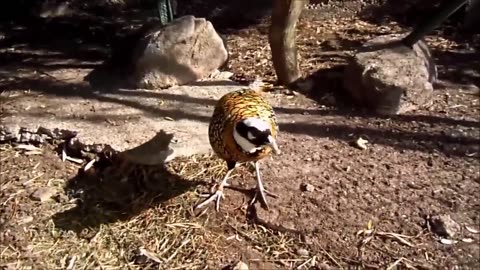 Beautiful Golden Pheasants and Wading Birds