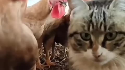 CAT VS CHICKRN:WATCH WHAT HAPPENS NEXT AND READY TO LAUGH IN 2023