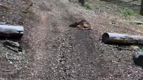 Bobby found his newborn elk calf on his trail run.
