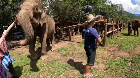 Feeding Happy the Elephant and her friends