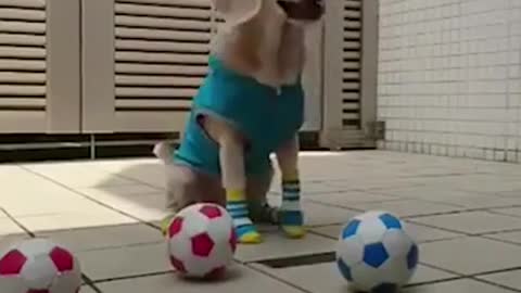 Cute dog caught balls