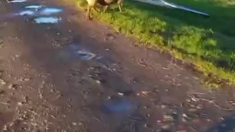 a sheep running around stuck in a gate