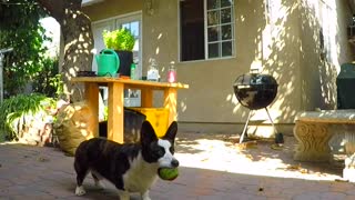 Cardigan Corgi shares his place with Border Collie