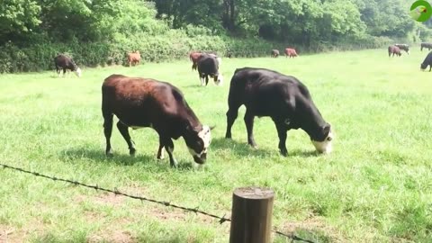 Funny animal playing 2023 | Cow 🐄 Video | funny |