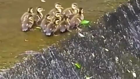 the mother and her cubs 🦆