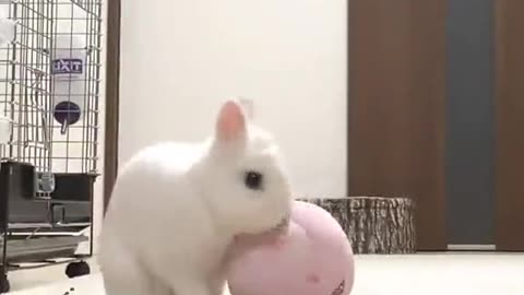 Bunny play the Game