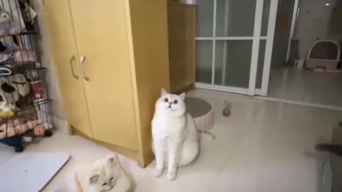 New cat funny video